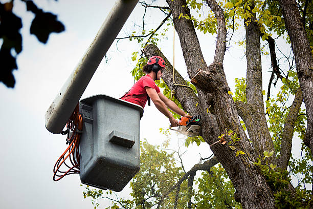 Best Tree Cabling and Bracing  in Faribault, MN